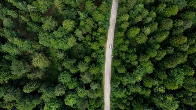 詳情圖-穿越森林的公路旅行
