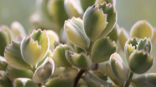 绿色多汁宏观特写，Cotyledon ladismithiensis var iegata