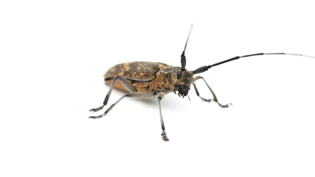长角甲虫或天牛