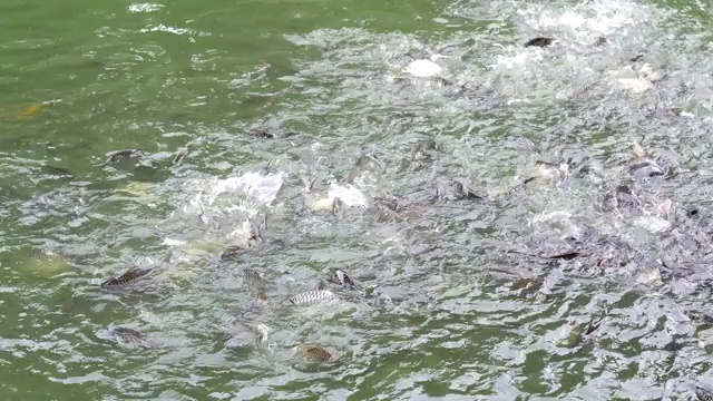 鱼游到水面吃食物。
