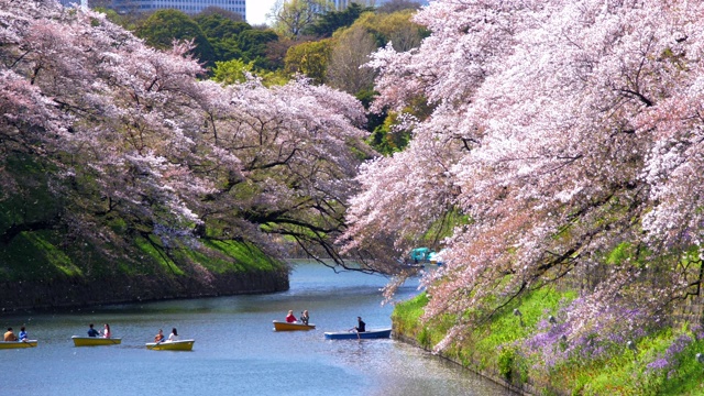 日本東京千鳥(niǎo)淵公園的櫻花，慢鏡頭