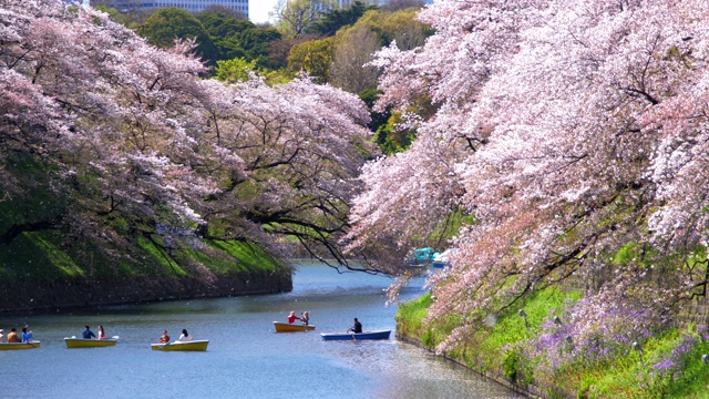 詳情圖-日本東京千鳥(niǎo)淵公園的櫻花，慢鏡頭