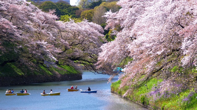 詳情圖-日本東京千鳥(niǎo)淵公園的櫻花，慢鏡頭