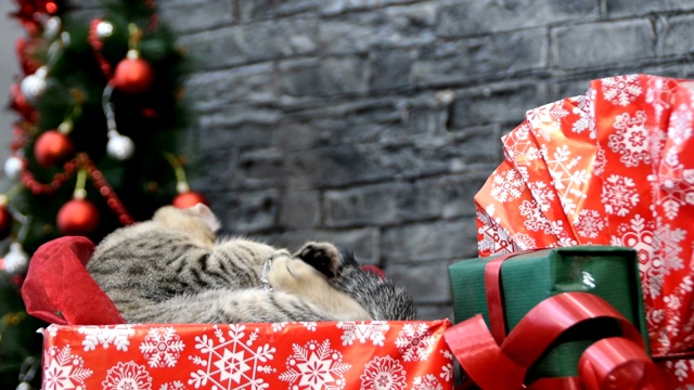 猫作为礼物在圣诞节早上或新年前夕