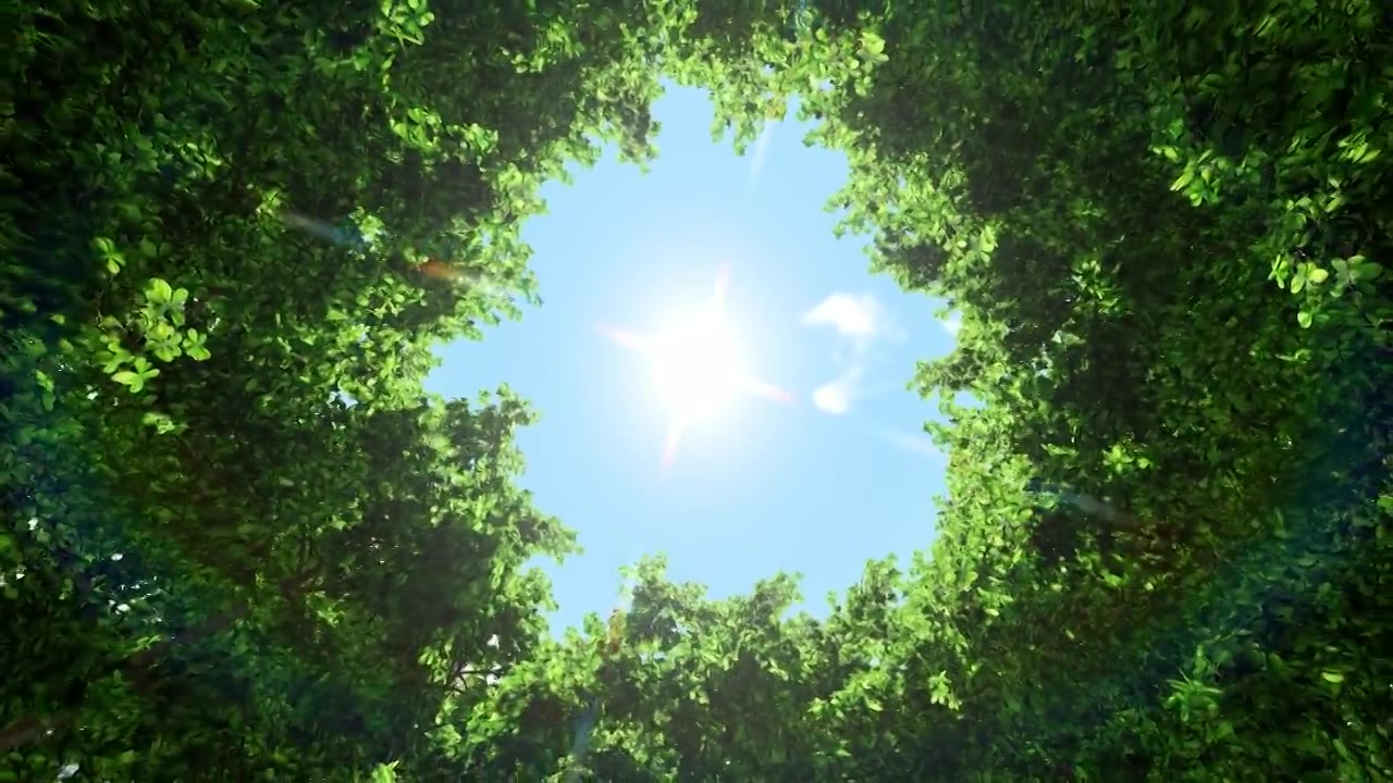 详情图-圈树4K库存视频
