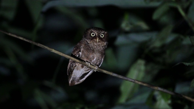 夜鸟:成年山鸮(Otus spilocephalus)