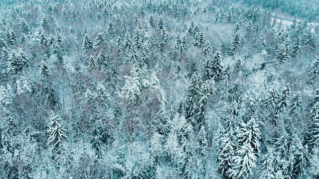 莫斯科冬季森林里被雪覆盖的冷杉树