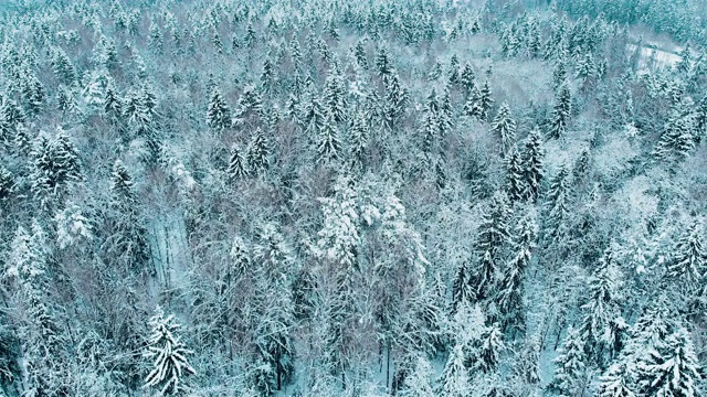 詳情圖-莫斯科冬季森林里被雪覆蓋的冷杉樹(shù)