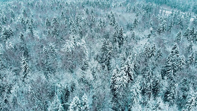 詳情圖-莫斯科冬季森林里被雪覆蓋的冷杉樹(shù)