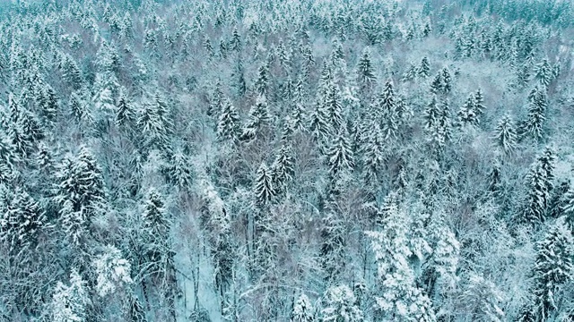 詳情圖-莫斯科冬季森林里被雪覆蓋的冷杉樹(shù)