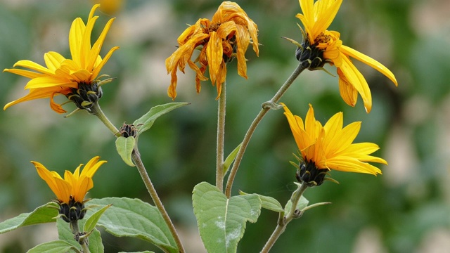 详情图-菊芋的花(Helianthus,tuberosus
