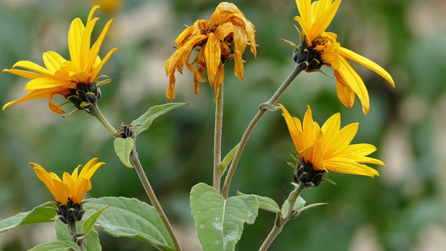 详情图-菊芋的花(Helianthus,tuberosus