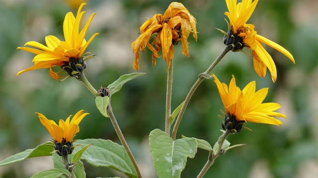 详情图-菊芋的花(Helianthus,tuberosus