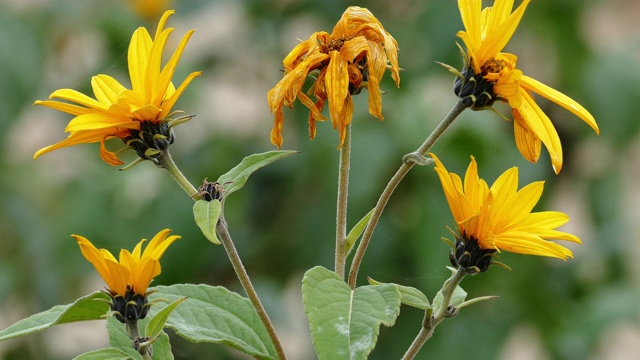 详情图-菊芋的花(Helianthus,tuberosus