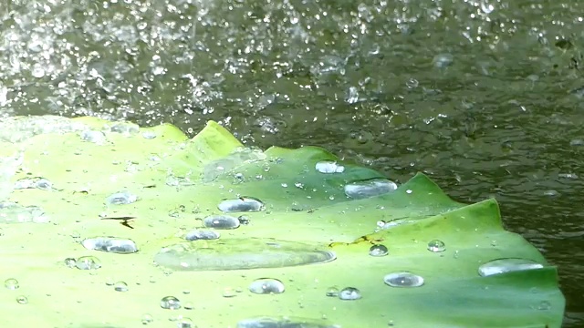 水滴在荷叶上