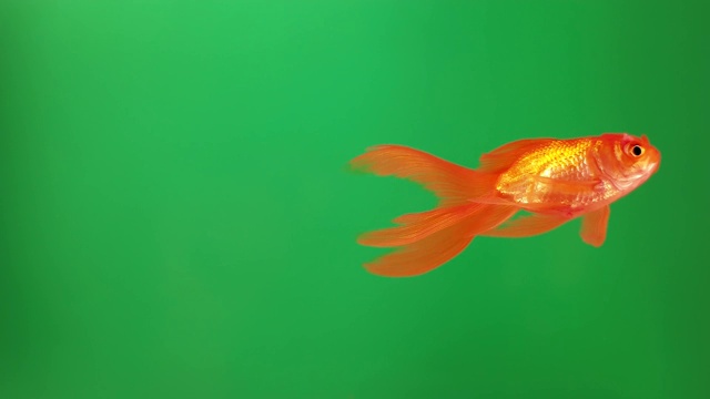 美丽明亮的鱼在一个孤立的背景上游泳