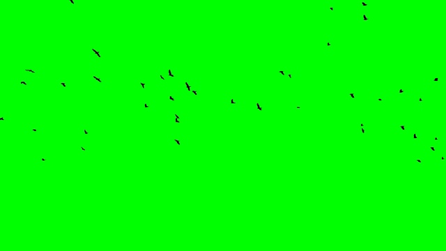 飞翔的黑乌鸦在绿色的背景上向上和右流动的人群Chromakey footge清楚进出黑鸟出现
