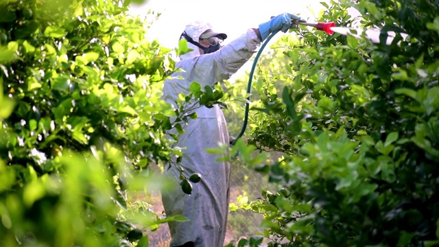 西班牙，戴面具的男子在柠檬种植园喷洒有毒农药。