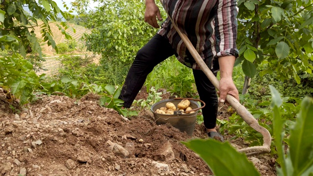 中国农民收割potatoe、陕西。