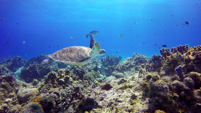 在海底的水下海龟