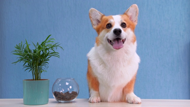 詳情圖-一只紅白相間的威爾士柯基犬坐在接待處的桌子上。有趣的面部表情，微笑友好的狗歡迎客人。