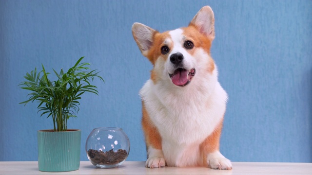 詳情圖-一只紅白相間的威爾士柯基犬坐在接待處的桌子上。有趣的面部表情，微笑友好的狗歡迎客人。