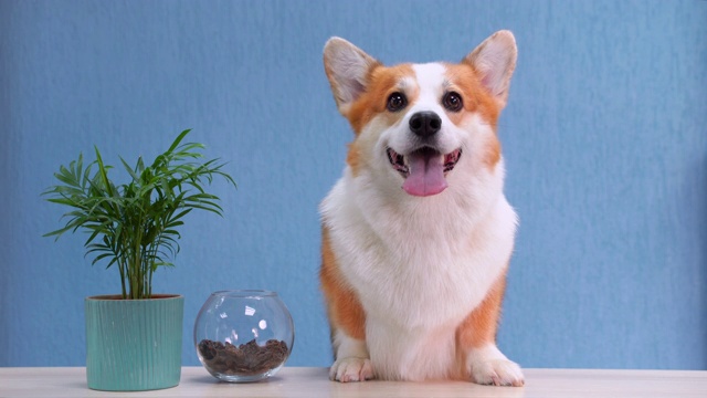 詳情圖-一只紅白相間的威爾士柯基犬坐在接待處的桌子上。有趣的面部表情，微笑友好的狗歡迎客人。