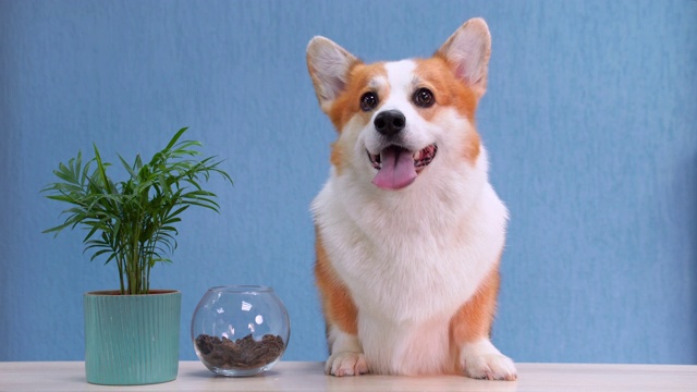 詳情圖-一只紅白相間的威爾士柯基犬坐在接待處的桌子上。有趣的面部表情，微笑友好的狗歡迎客人。