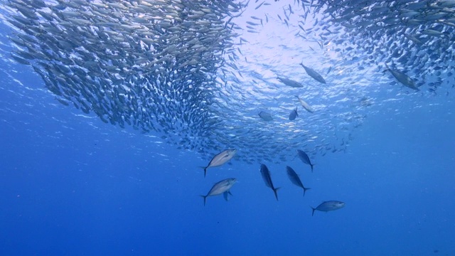 詳情圖-餌球/魚(yú)群在加勒比海珊瑚礁的綠松石水/庫(kù)拉索島