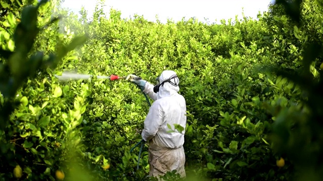 男子喷洒有毒农药、农药、杀虫剂在水果柠檬种植种植园