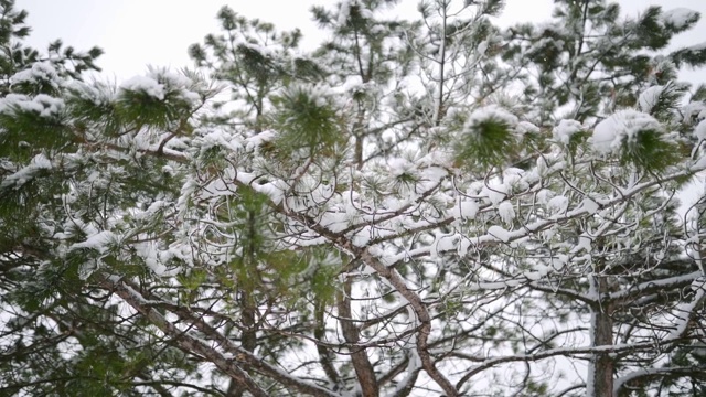 雪花以慢镜头的形式飘落，在云杉和松树的背景下，雪花旋转、飘动，树枝上覆盖着积雪。冬季，圣诞节和新年的概念