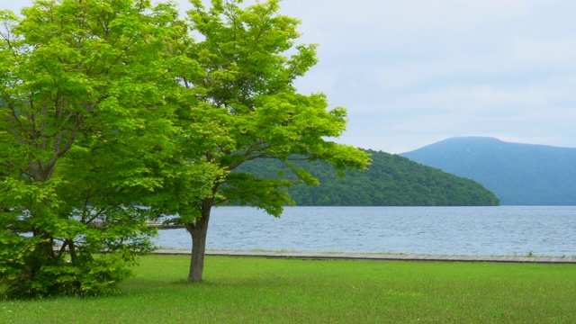 日本和田湖的树