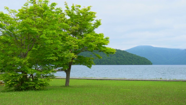 详情图-日本和田湖的树