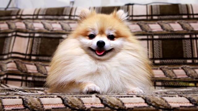 详情图-博美犬斯帕斯躺在沙发上，直视着镜头。浅的焦点。