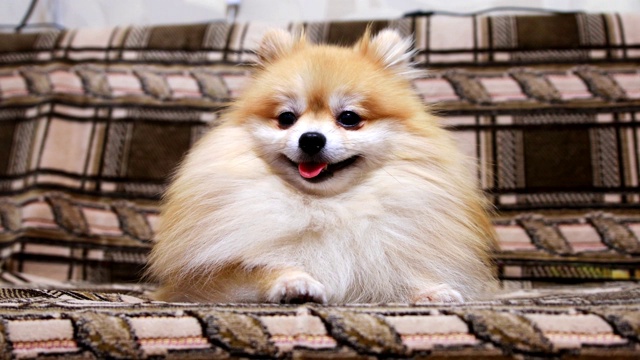 详情图-博美犬斯帕斯躺在沙发上，直视着镜头。浅的焦点。