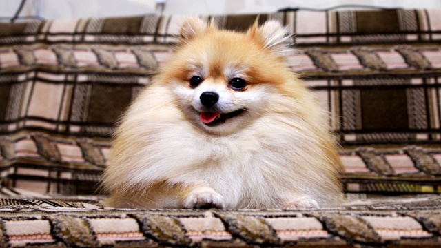 详情图-博美犬斯帕斯躺在沙发上，直视着镜头。浅的焦点。