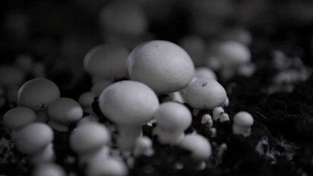 白蘑菇采收。许多蘑菇蘑菇。蘑菇生产农场。架子，成排的床。Shampion种植蘑菇。现代农业