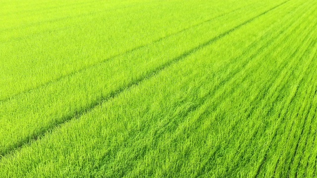 在低空斜航拍下的亚麻场