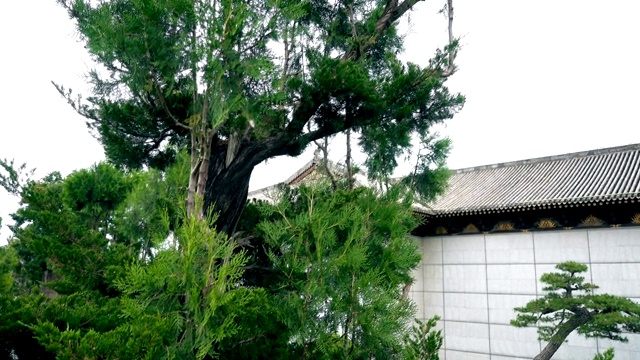 中国西安的中式园林盆景。