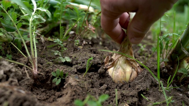 农夫从地里取出天然洋葱。概念:生物、生物制品、生物生态学、种植蔬菜、素食和生鲜产品。