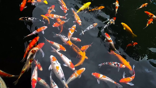 锦鲤