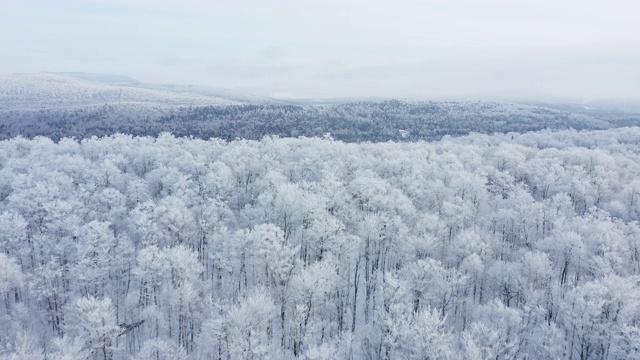 暴风雪后冬季北方自然森林的4K航拍视频，魁北克，加拿大