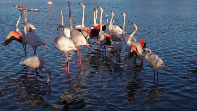 大火烈鳥，腓鳳蝶，高橋，卡瑪格，法國