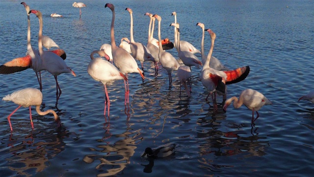 詳情圖-大火烈鳥，腓鳳蝶，高橋，卡瑪格，法國