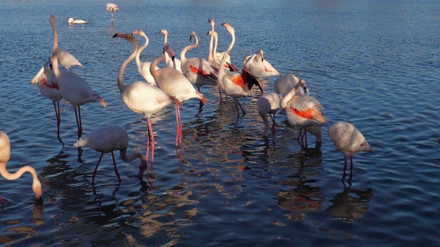 詳情圖-大火烈鳥，腓鳳蝶，高橋，卡瑪格，法國
