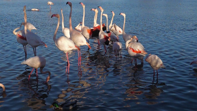 詳情圖-大火烈鳥，腓鳳蝶，高橋，卡瑪格，法國
