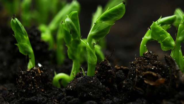 在温室农业中，春播期发芽的新生豌豆植株