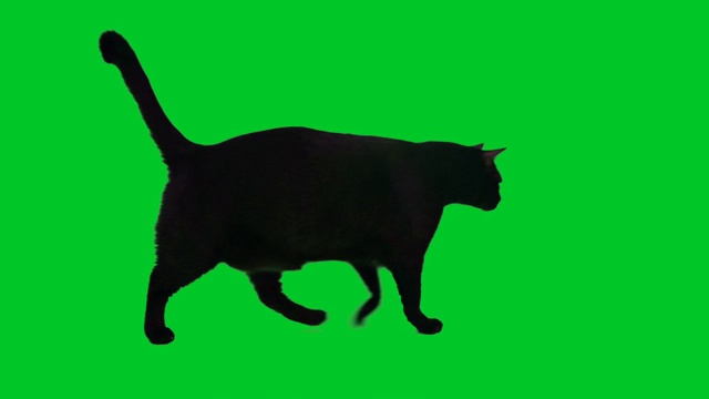 黑猫在色度键背景上行走