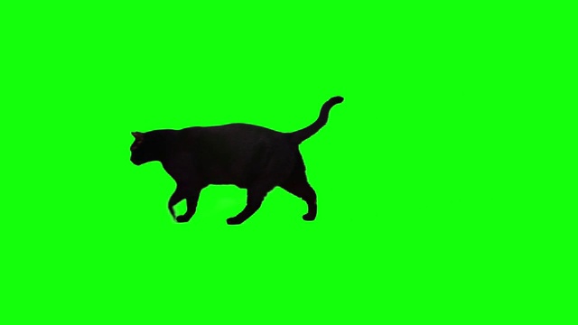 黑猫在色度键背景上行走