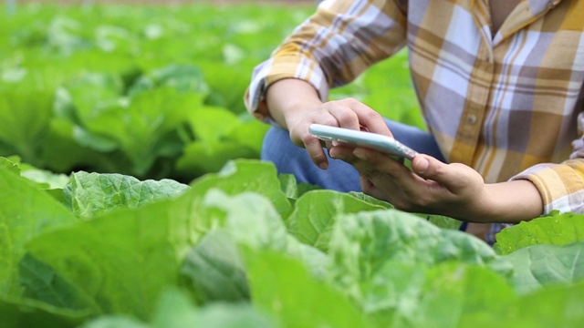 詳情圖-農民利用技術檢測有機蔬菜的質量